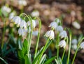 First flowers of spring. Snowdrops flowers on a background of a Royalty Free Stock Photo