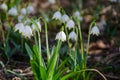 First flowers of spring. Snowdrops flowers on a background of a Royalty Free Stock Photo