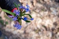 The first flowers of spring. Snowdrops in the forest. Blue little snowdrops on the palms of a child