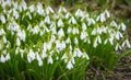 The first flowers of spring. Snowdrops flowers . Flowers in the sun. Royalty Free Stock Photo