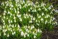 The first flowers of spring. Snowdrops flowers . Flowers in the sun. Royalty Free Stock Photo