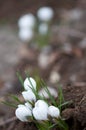 The first flowers of spring