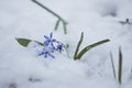 Squill flowers Scilla bifolia L covered with unexpected snow on a cold and cloudy spring morning Royalty Free Stock Photo