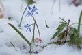 Squill Scilla bifolia L flowers covered with unexpected snow on a cold and cloudy spring morning Royalty Free Stock Photo