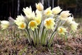 First flowers. Yellow snowdrops in the Siberian forest.