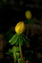 First flowers. Yellow spring flower, snowdrop over green background Royalty Free Stock Photo
