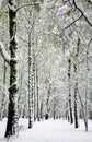 The first fluffy snow that fell in late autumn Royalty Free Stock Photo
