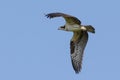 First fly. The young osprey for the first time left the nest and flew above landscape.