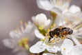 The first flying insects on flowering trees in early spring