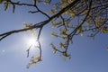 the first foliage on a walnut blooming with long flowers Royalty Free Stock Photo