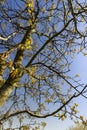 the first foliage on a walnut blooming with long flowers Royalty Free Stock Photo