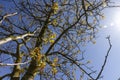 the first foliage on a walnut blooming with long flowers Royalty Free Stock Photo