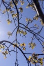 the first foliage on a walnut blooming with long flowers Royalty Free Stock Photo