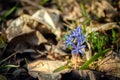 The first forest blue flowers scilla in a clearing between last year\'s fallen leaves on a sunny day