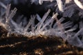 First Forest Frost Tree with Frosty Crystals