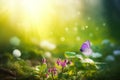 First Forest Spring Flowers and a Flying Butterfly Against the Background of the Morning Spring Forest with copy space. Royalty Free Stock Photo