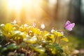 First Forest Spring Flowers and a Flying Butterfly Against the Background of the Morning Spring Forest with copy space Royalty Free Stock Photo