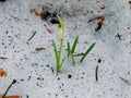 The first forest spring flowers of snowdrops