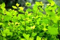 The first fragile sprouts backlit by the sun