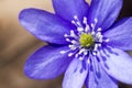 First fresh blue violet in the forest Royalty Free Stock Photo