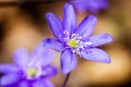 First fresh blue violets in the forest Royalty Free Stock Photo