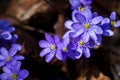 First fresh blue violets in the forest Royalty Free Stock Photo