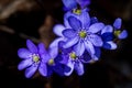 First fresh blue violets in the forest Royalty Free Stock Photo