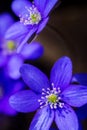 First fresh blue violets in the forest Royalty Free Stock Photo