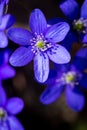 First fresh blue violets in the forest Royalty Free Stock Photo