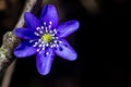 First fresh blue violets in the forest Royalty Free Stock Photo