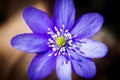 First fresh blue violets in the forest Royalty Free Stock Photo