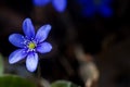 First fresh blue violets in the forest Royalty Free Stock Photo