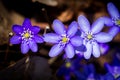 First fresh blue violets in the forest. Royalty Free Stock Photo