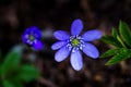 First fresh blue violets in the forest Royalty Free Stock Photo