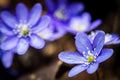 First fresh blue violets in the forest Royalty Free Stock Photo