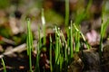 first fresh green grass sprouts in spring Royalty Free Stock Photo