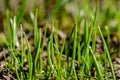 first fresh green grass sprouts in spring Royalty Free Stock Photo