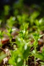 first fresh green grass sprouts in spring Royalty Free Stock Photo