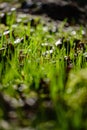 first fresh green grass sprouts in spring Royalty Free Stock Photo