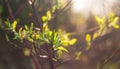 First fresh green spring leaves on a sprig Royalty Free Stock Photo