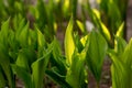 First fresh juicy foliage in the spring sun. Beautiful wild lily of the valley in spring morning forest. Royalty Free Stock Photo