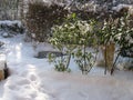 First fresh snow at sunny winter day in a garden with a park in background  in Cologne germany 8th december 2012 Royalty Free Stock Photo