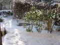 First fresh snow at sunny winter day in a garden with a park in background  in Cologne germany 8th december 2012 Royalty Free Stock Photo