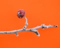 First frost on an apples Royalty Free Stock Photo