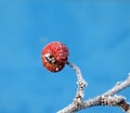 First frost on an apples Royalty Free Stock Photo