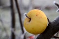 First frost on an apples Royalty Free Stock Photo