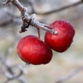 First frost on an apples Royalty Free Stock Photo