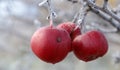 First frost on an apples Royalty Free Stock Photo