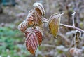 The first frost in autumn, frost on Raspberry leaves. Royalty Free Stock Photo