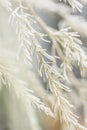 First frost in autumn park. Early morning in november. Asparagus plant Royalty Free Stock Photo